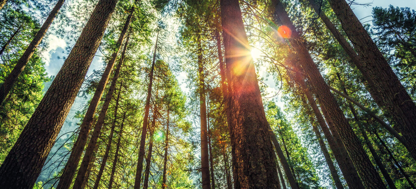 Looking up at a forest full of pine trees