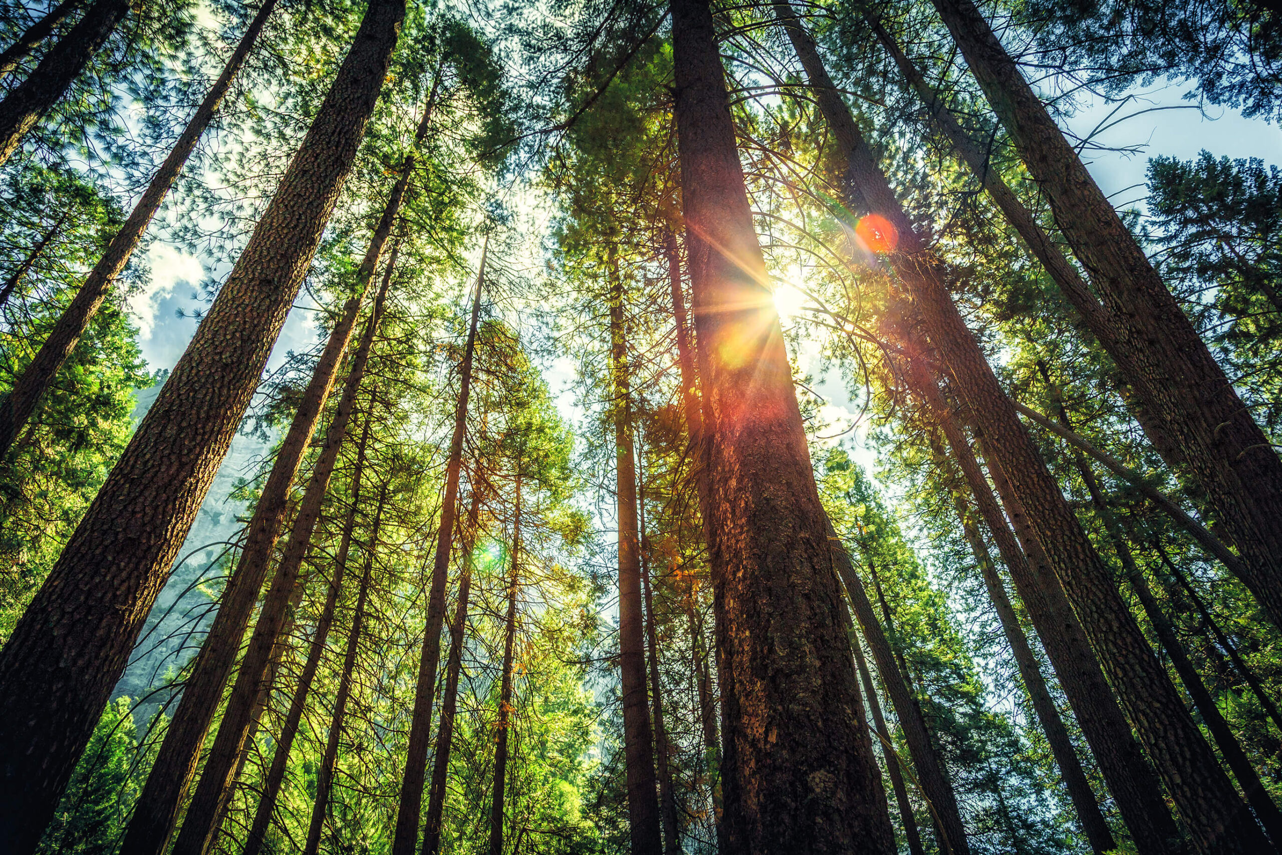 Looking up at a forest full of pine trees